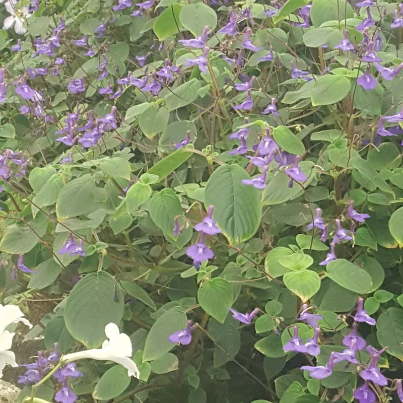 Стрептокарпус (Streptocarpus): полное руководство по уходу