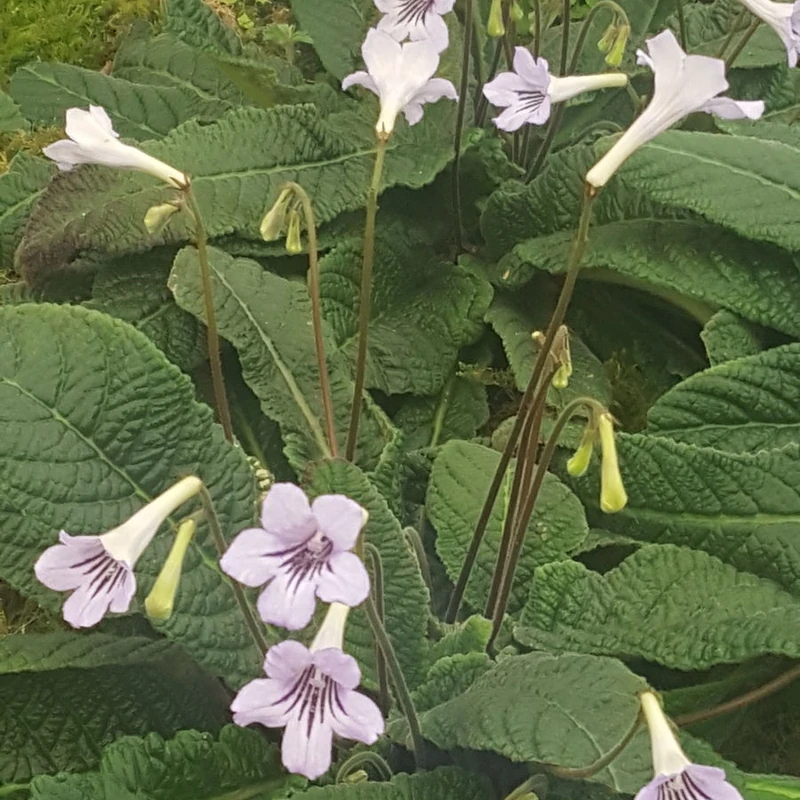 Стрептокарпус королевский (Streptocarpus rexii): полное руководство по уходу