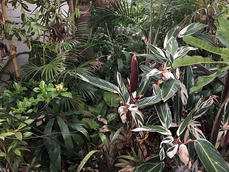 Строманта трёхцветная (Stromanthe sanguinea 'Triostar'): полное руководство по уходу