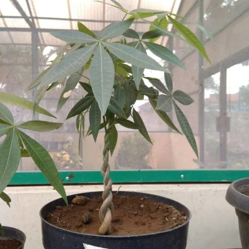 Суккулентная пахира (Pachira aquatica): полное руководство по уходу