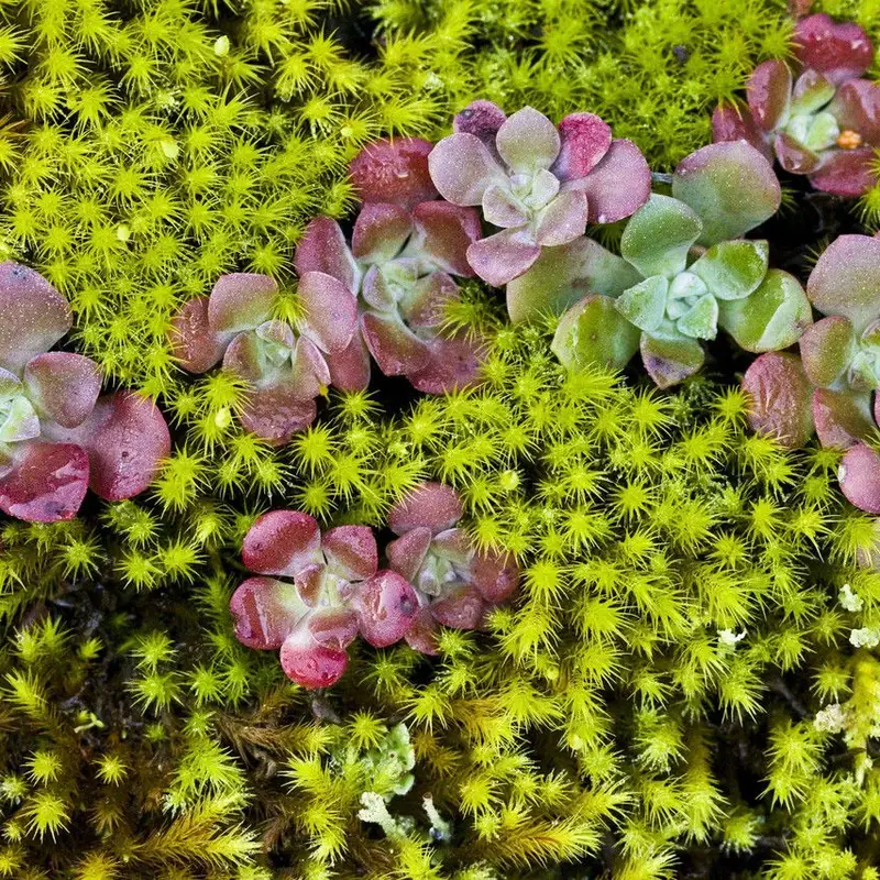 Суккуленты микс (Echeveria, Sedum): полное руководство по уходу