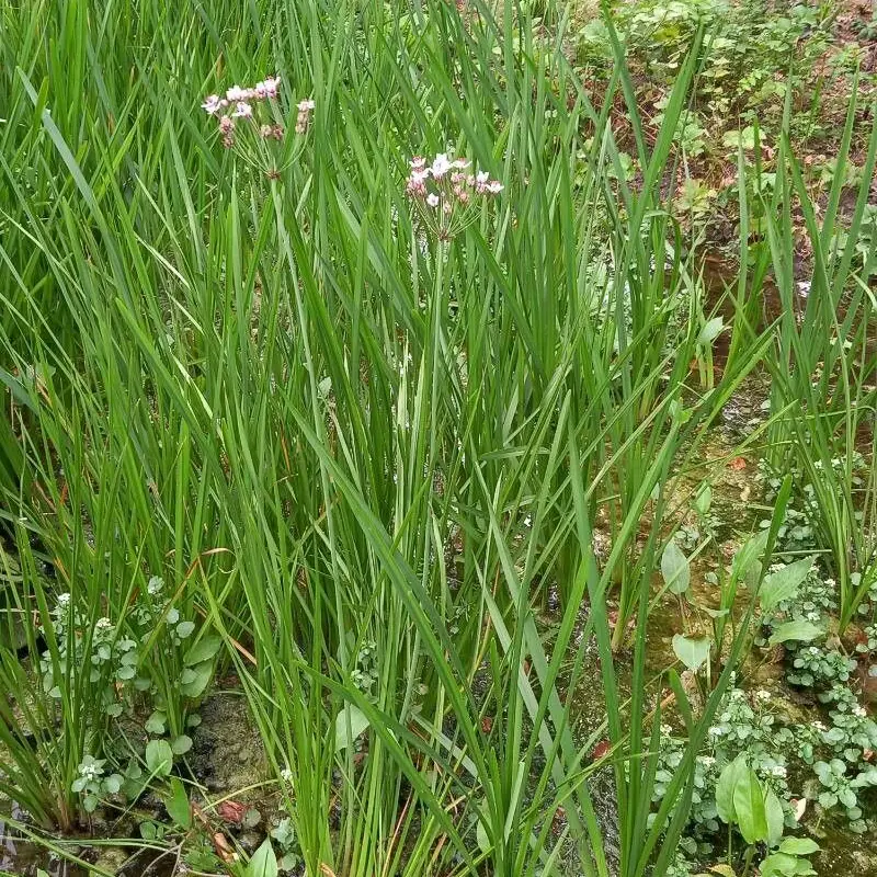 Сусак (Butomus umbellatus): полное руководство по уходу