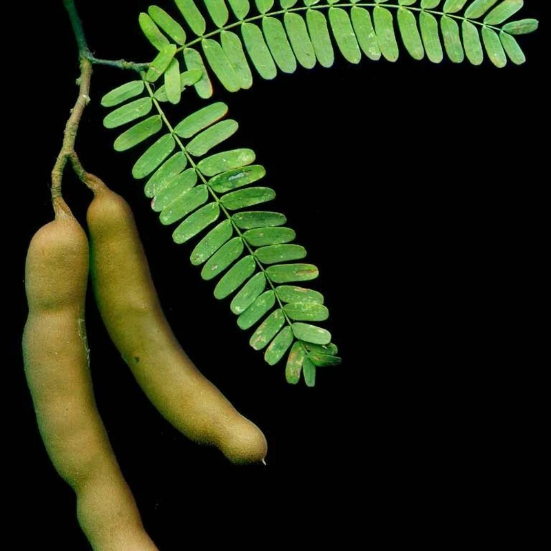 Тамаринд (Tamarindus indica): полное руководство по уходу