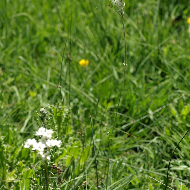 Таволга (Filipendula): полное руководство по уходу