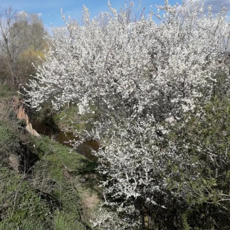 Тёрн (Prunus spinosa): полное руководство по уходу