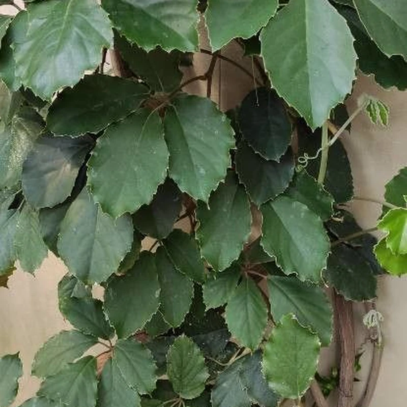 Тетрастигма (Tetrastigma voinierianum): полное руководство по уходу