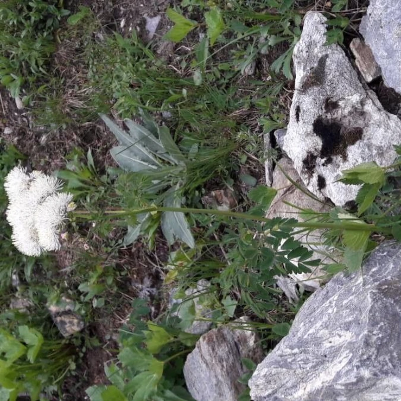 Василистник водосборолистный (Thalictrum aquilegifolium): полное руководство по уходу