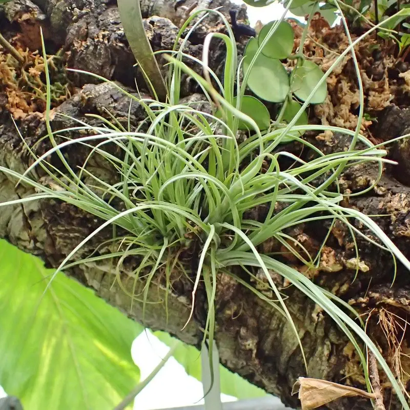 Тилландсия (Tillandsia): полное руководство по уходу