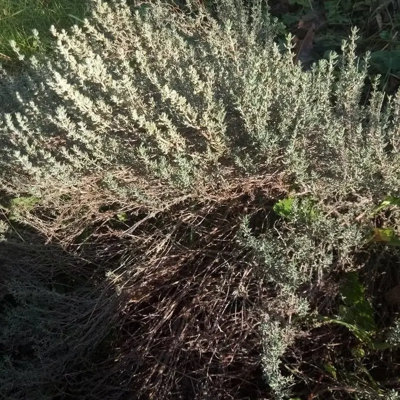 Тимьян (Thymus vulgaris): полное руководство по уходу