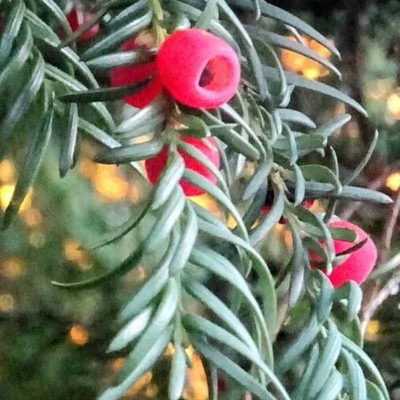 Тис ягодный (Taxus baccata): полное руководство по уходу