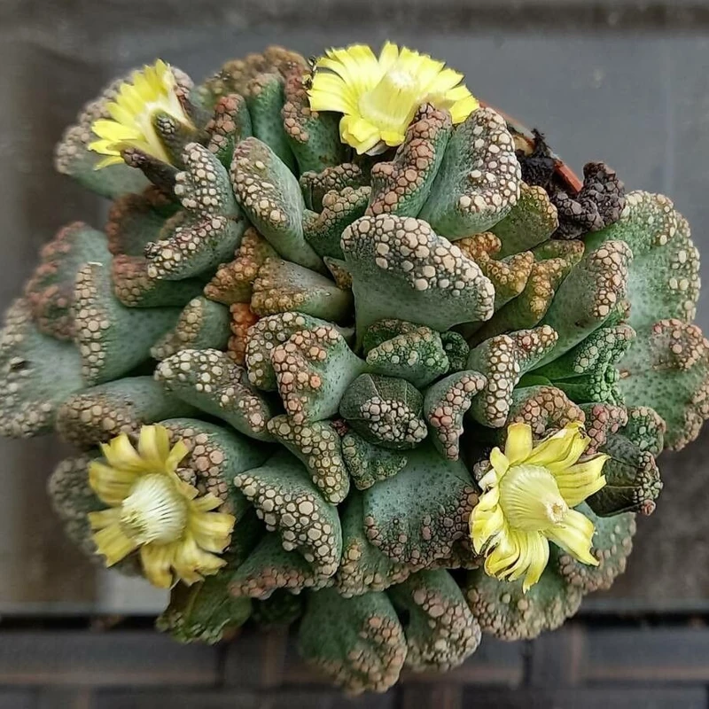 Титанопсис (Titanopsis): полное руководство по уходу