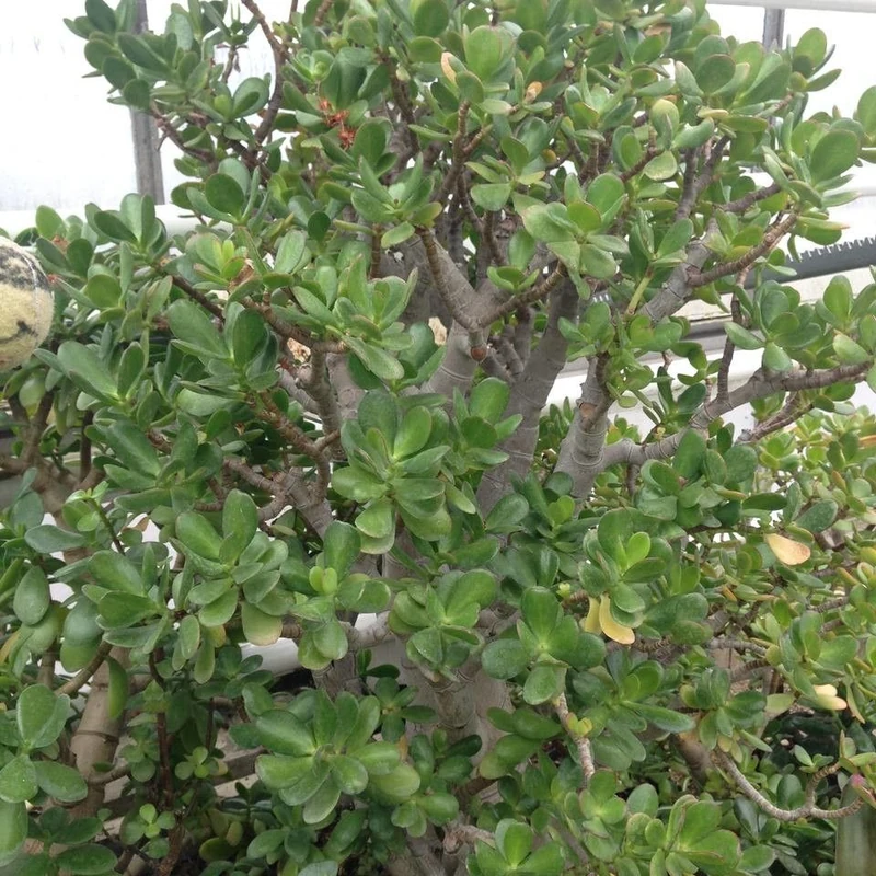 Толстянка (Crassula ovata): полное руководство по уходу