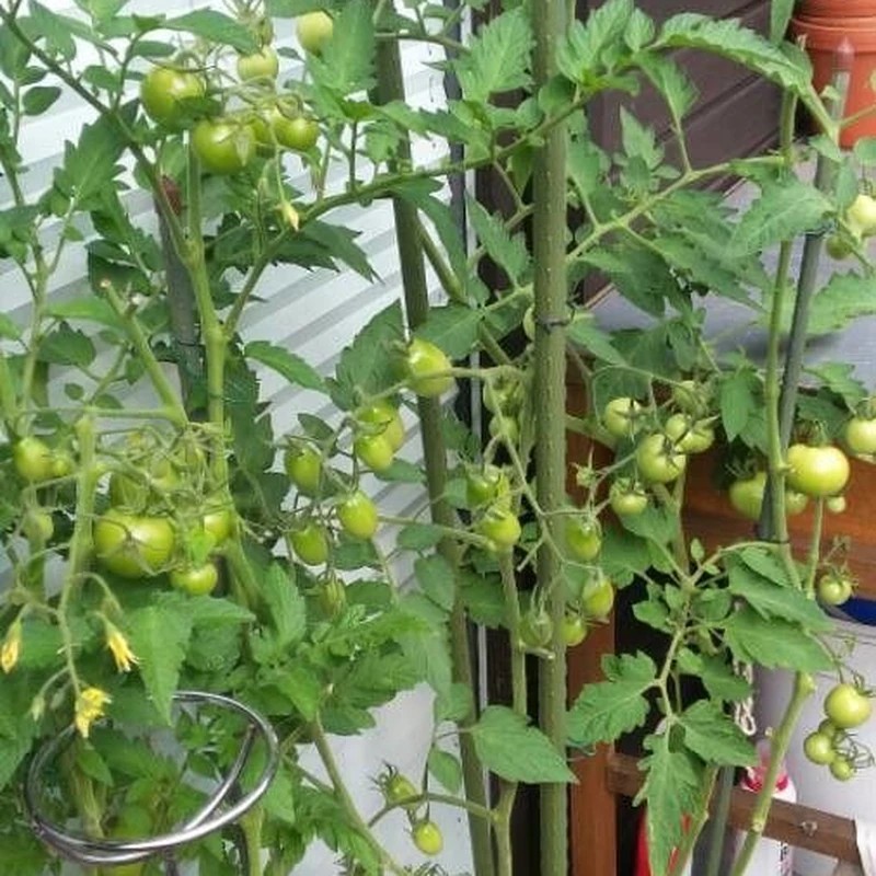 Томат комнатный (Solanum lycopersicum): полное руководство по уходу