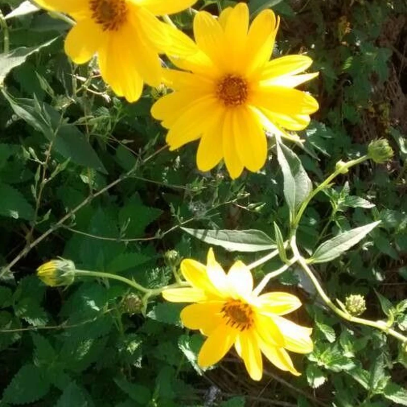 Топинамбур (Helianthus tuberosus): полное руководство по уходу