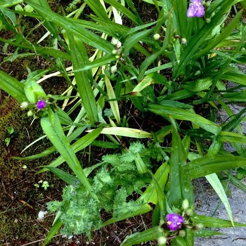 Традесканция виргинская (Tradescantia virginiana): полное руководство по уходу