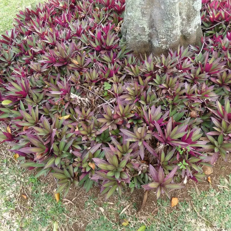 Традесканция (Tradescantia): полное руководство по уходу