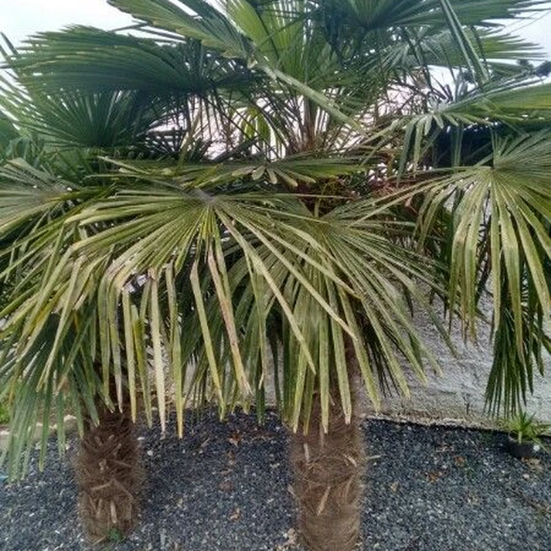 Трахикарпус Форчуна (Trachycarpus fortunei): полное руководство по уходу