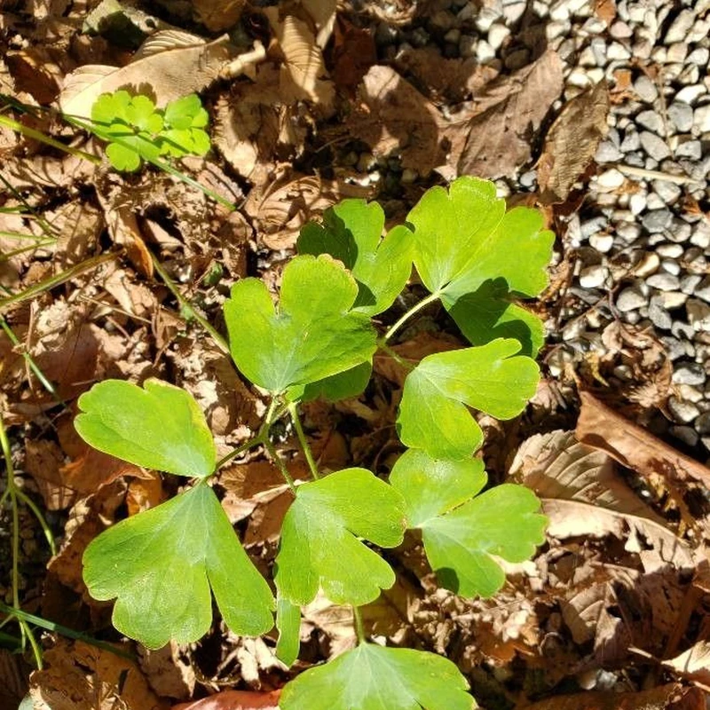Трициртис (Tricyrtis): полное руководство по уходу