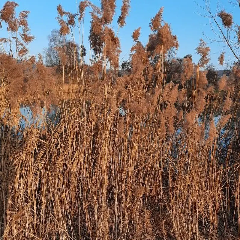 Тростник (Phragmites): полное руководство по уходу