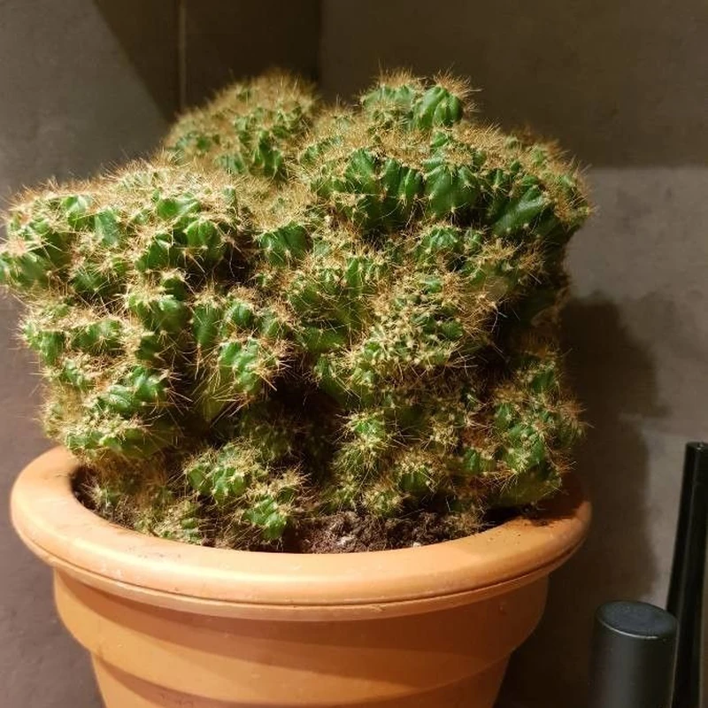 Цереус (Cereus peruvianus): полное руководство по уходу