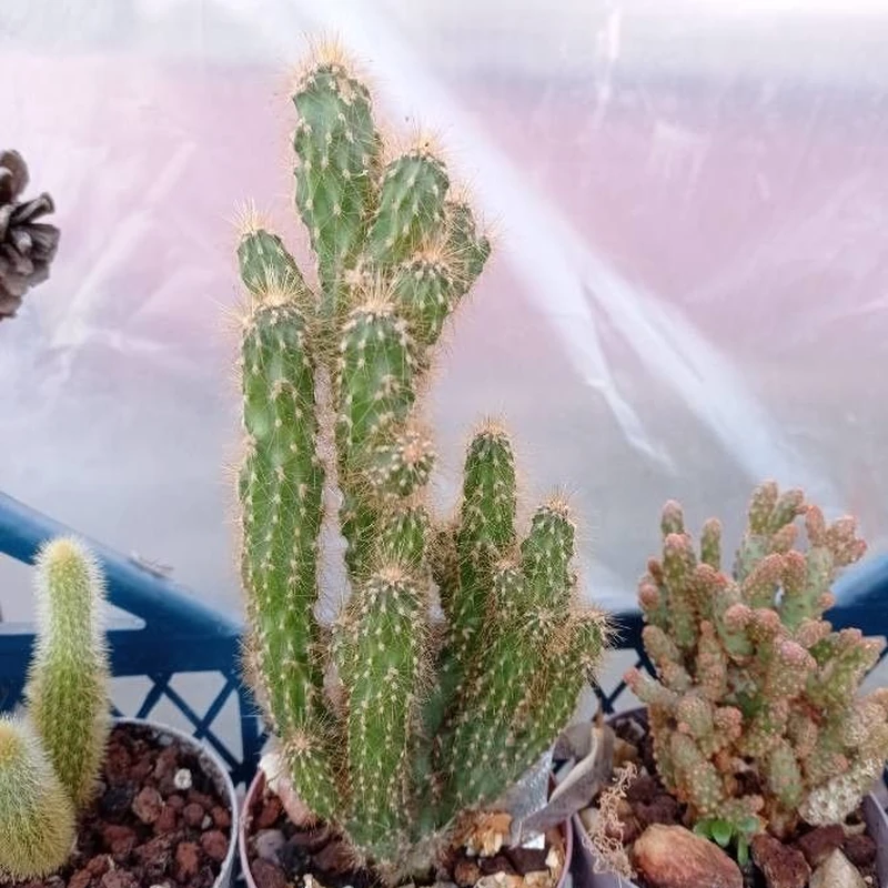 Цереус ямакару (Cereus jamacaru): полное руководство по уходу