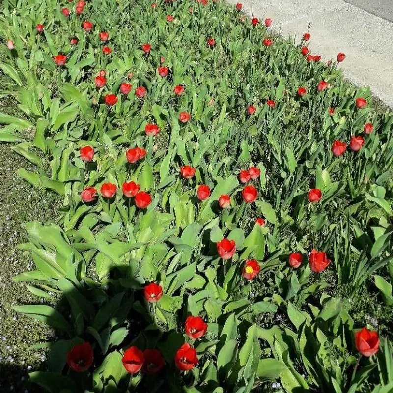 Тюльпан поздний (Tulipa gesnerana): полное руководство по уходу