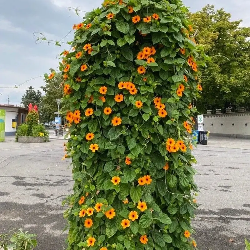 Тунбергия (Thunbergia alata): полное руководство по уходу