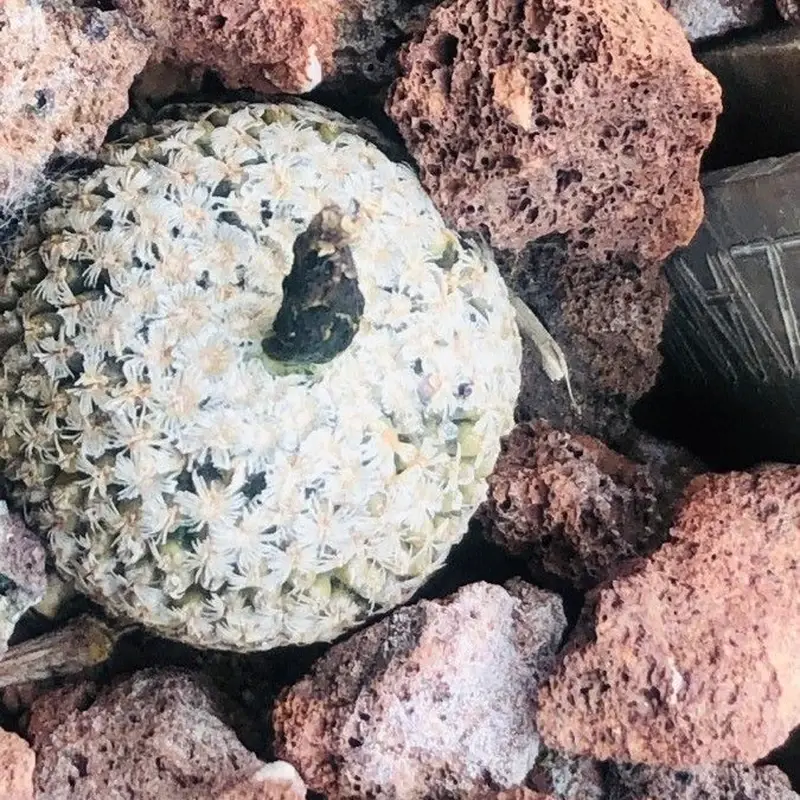 Турбиникарпус (Turbinicarpus): полное руководство по уходу