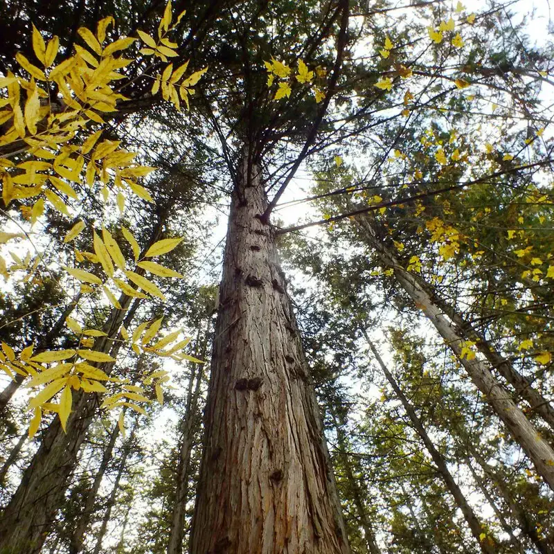 Туя складчатая (Thuja plicata): полное руководство по уходу