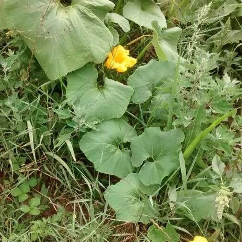 Тыква декоративная (Cucurbita pepo): полное руководство по уходу
