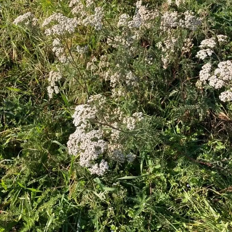 Тысячелистник обыкновенный (Achillea millefolium): полное руководство по уходу