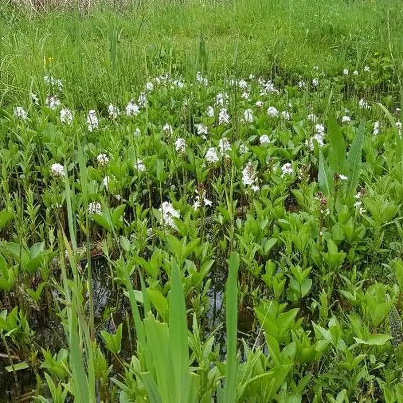 Вахта (Menyanthes): полное руководство по уходу
