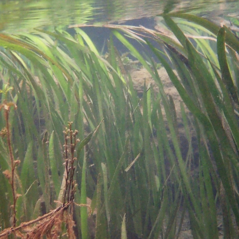 Валлиснерия (Vallisneria): полное руководство по уходу
