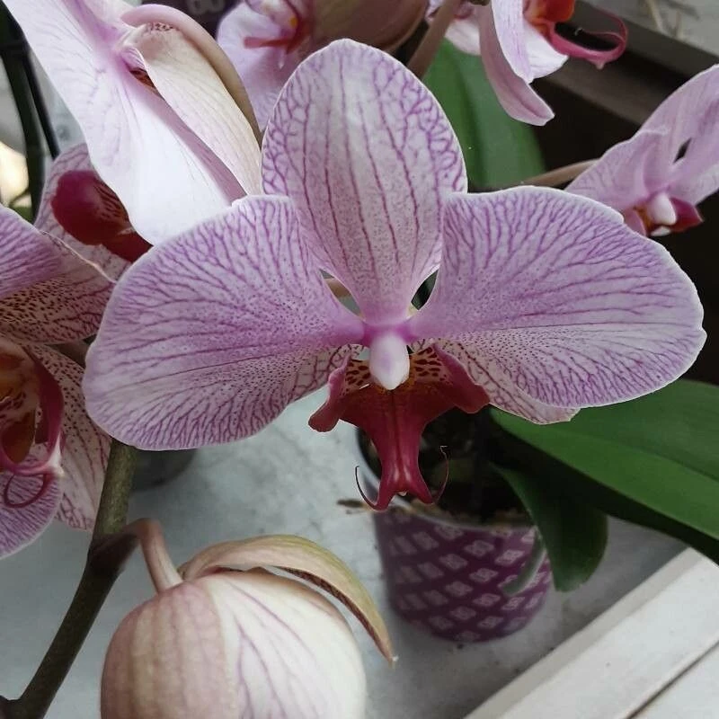 Ванда (Vanda): полное руководство по уходу