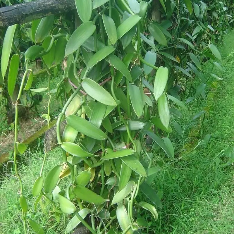 Ваниль (Vanilla planifolia): полное руководство по уходу