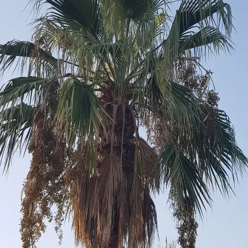 Вашингтония нитчатая (Washingtonia filifera): полное руководство по уходу