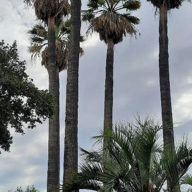 Вашингтония (Washingtonia): полное руководство по уходу