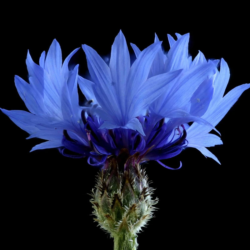 Василёк (Centaurea cyanus): полное руководство по уходу