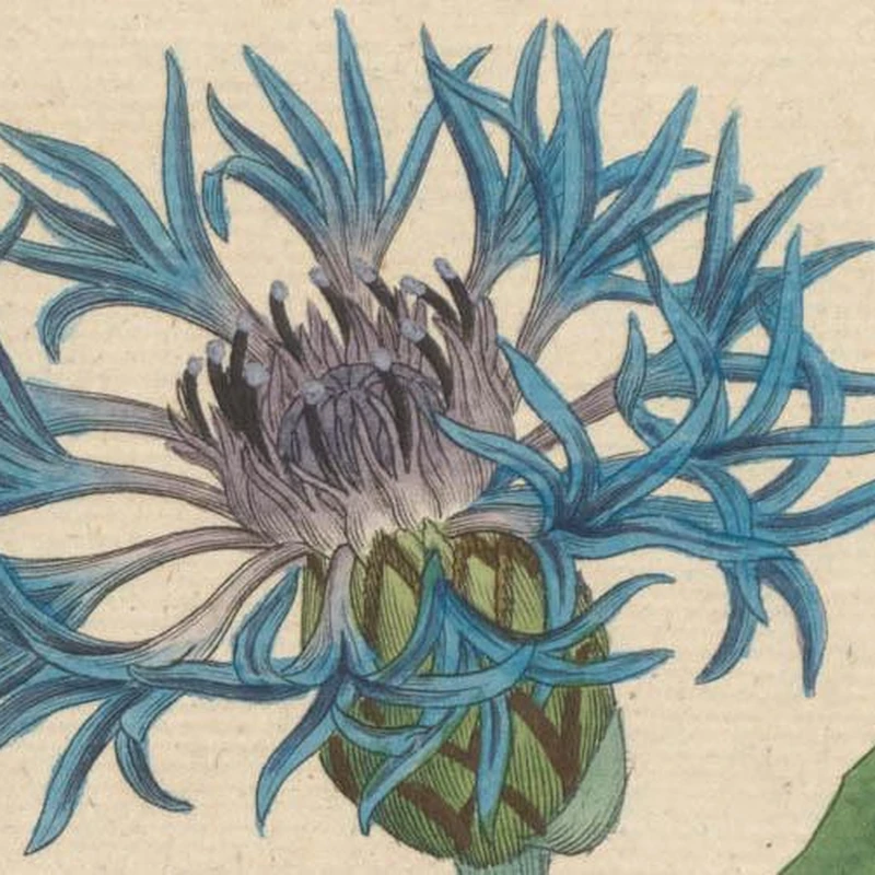 Василёк горный (Centaurea montana): полное руководство по уходу