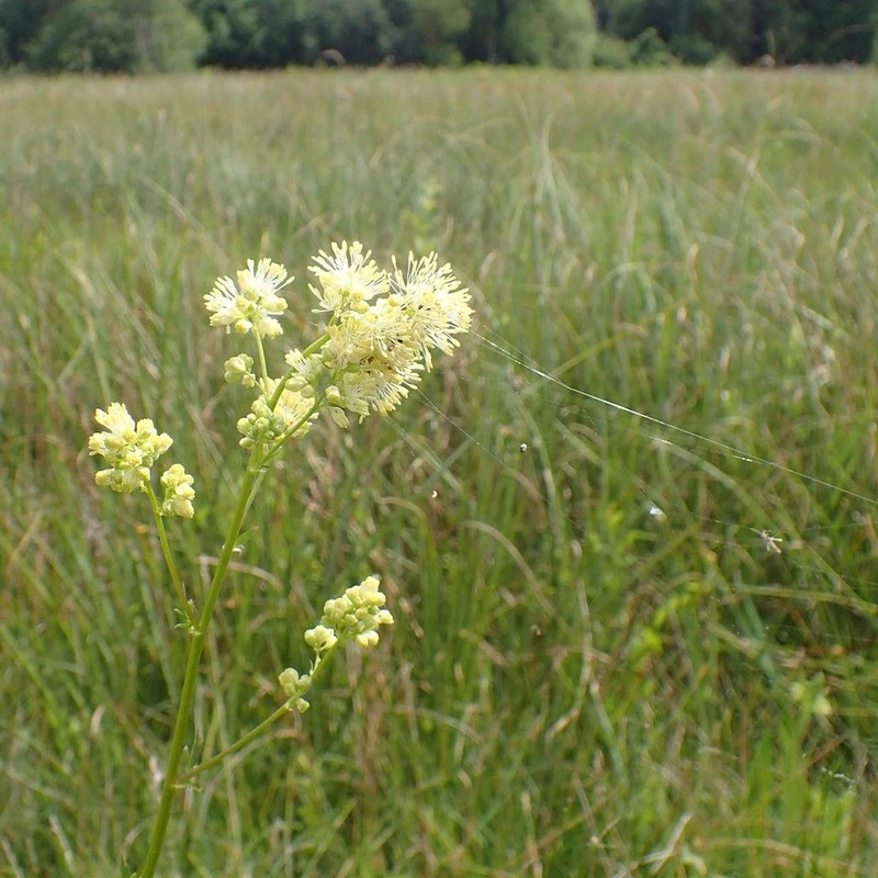 Василистник (Thalictrum): полное руководство по уходу