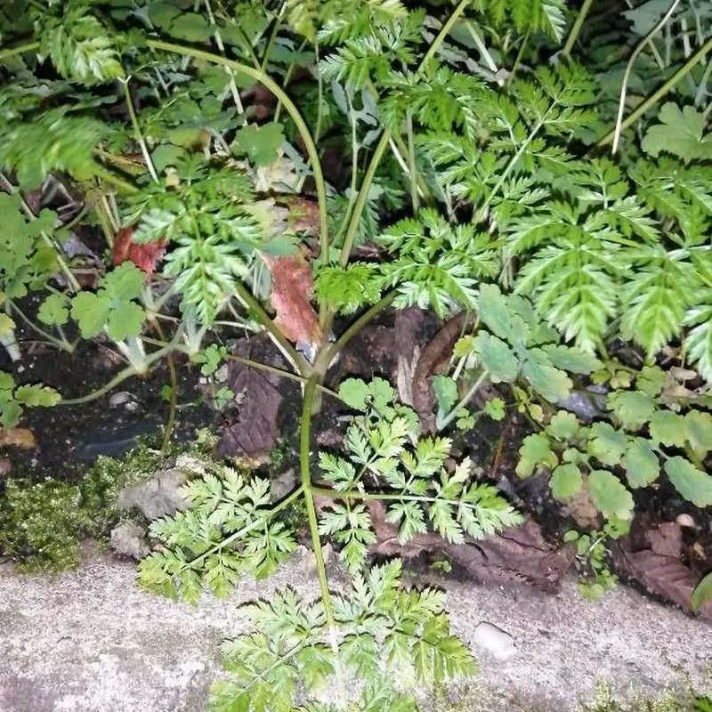 Вех (Cicuta virosa): полное руководство по уходу
