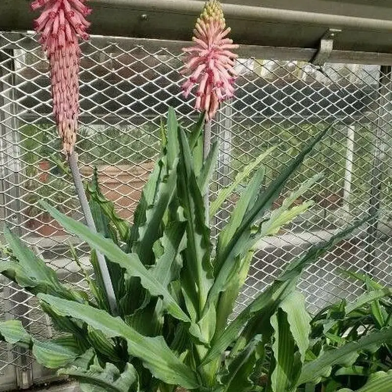 Вельтгеймия (Veltheimia): полное руководство по уходу