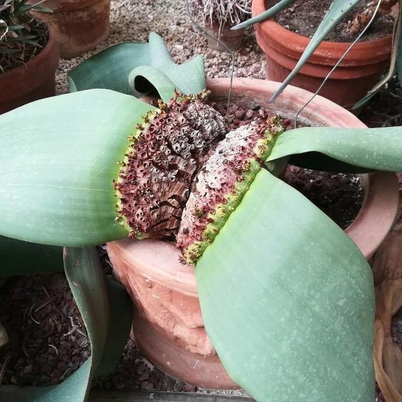 Вельвичия удивительная (Welwitschia mirabilis): полное руководство по уходу