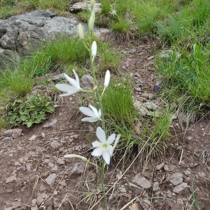 Венечник (Anthericum): полное руководство по уходу