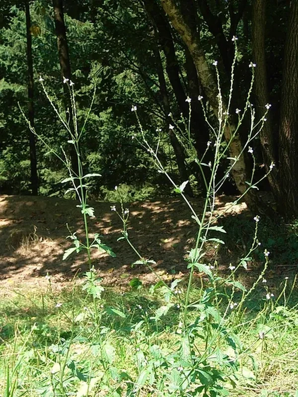 Вербена гибридная (Verbena hybrida): полное руководство по уходу