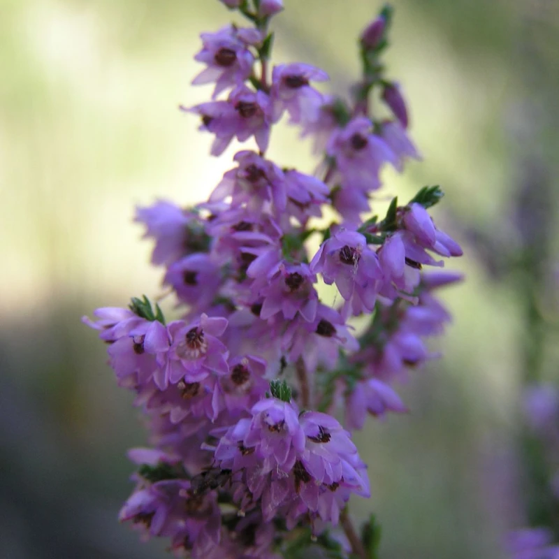 Вереск (Calluna vulgaris): полное руководство по уходу