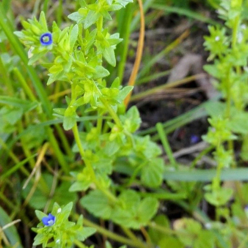 Вероника (Veronica): полное руководство по уходу