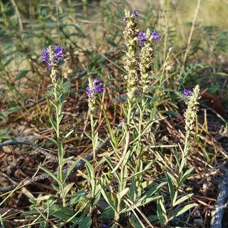 Вероника колосковая (Veronica spicata): полное руководство по уходу