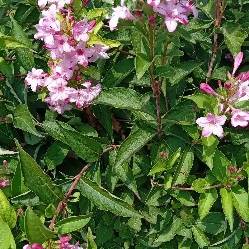Вейгела (Weigela): полное руководство по уходу
