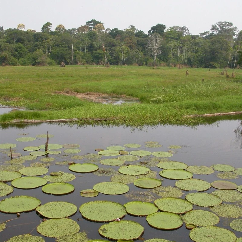 Виктория амазонская (Victoria amazonica): полное руководство по уходу